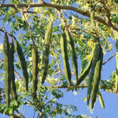 Did you know that Moringa oleifera is a name derived from the Tamil word Murungai Maram, drumstick tree whose ubiquitous leaves and young fruits (pods) are used as vegetables, particularly its long, slender, triangular seed-pods in sambar curry; and the seeds, bark, flowers, and roots as traditional herbal medicine?