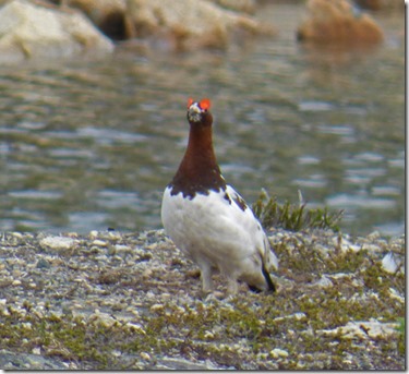 Willow Ptarmigan, Klondike Highway, near boarder