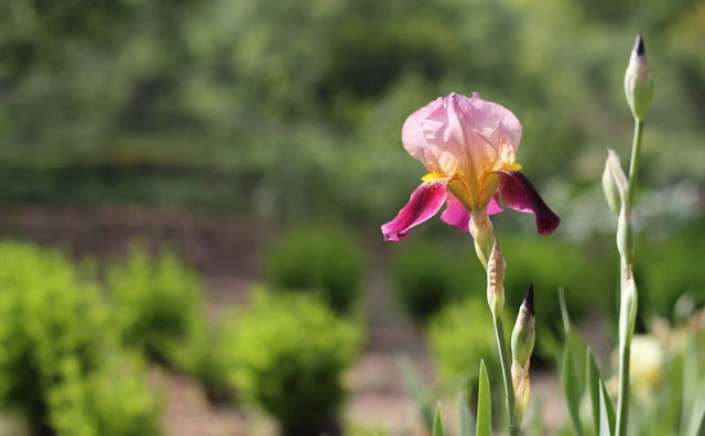 Iris Flowers Pictures