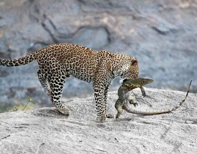 avını yakalamış leo