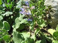 Μπόραγκο-Borago officinalis