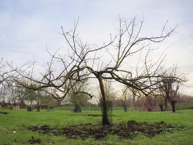 Single bare apple tree with background of similar trees in orchard