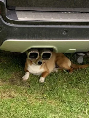 Esses animais domésticos foram flagrados brincando, dormindo em situações engraçadas e em situações que os próprios donos provocaram para eles.