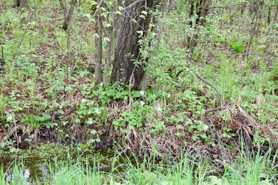 recently discovered trillium bed