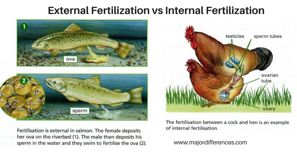 Difference between External Fertilization  and Internal  