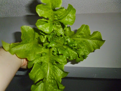 Salad Bowl Lettuce harvest