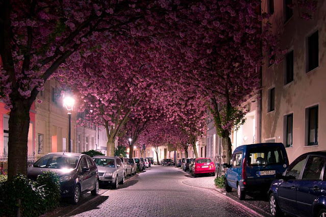 Cherry Blossom Avenue at night in Bonn