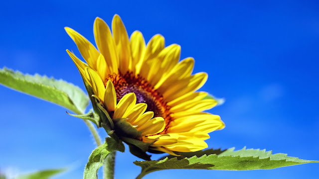 Beautiful Sunflower HD Wallpaper