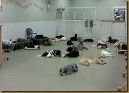 resting dogs