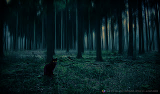 Foto kucing hutan