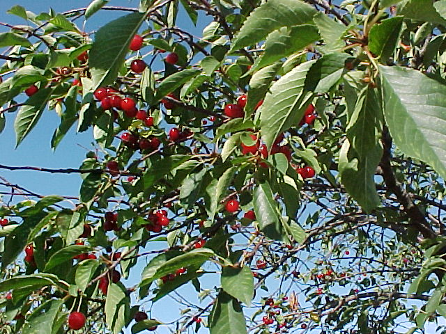 Cherry Tree: Cherry Tree