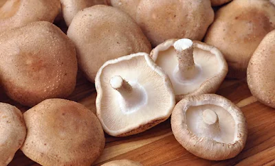 Mushroom Supplier Company in Ahmedabad