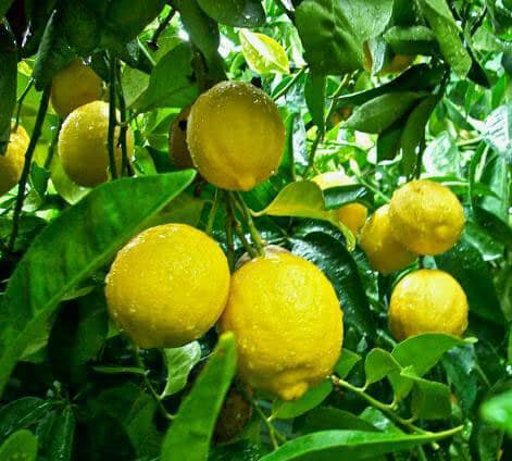 pohon jeruk lemon amrik harga terbaik petani Lampung