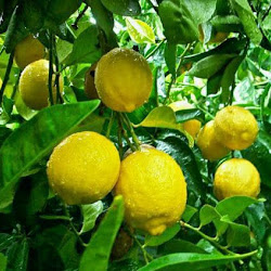 Pohon Jeruk Lemon Amrik Harga Terbaik Petani