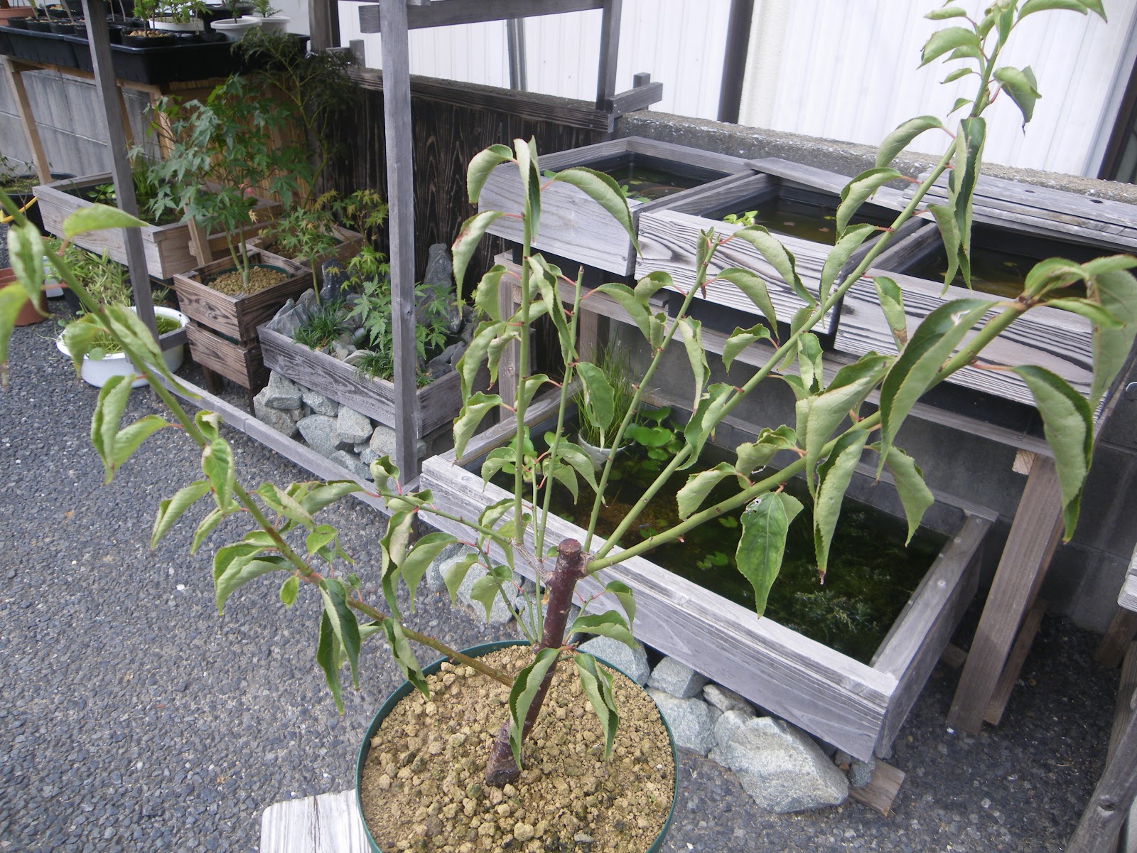 梅の育て方 梅の苗木を鉢植えにして花を楽しむ メダカの大工