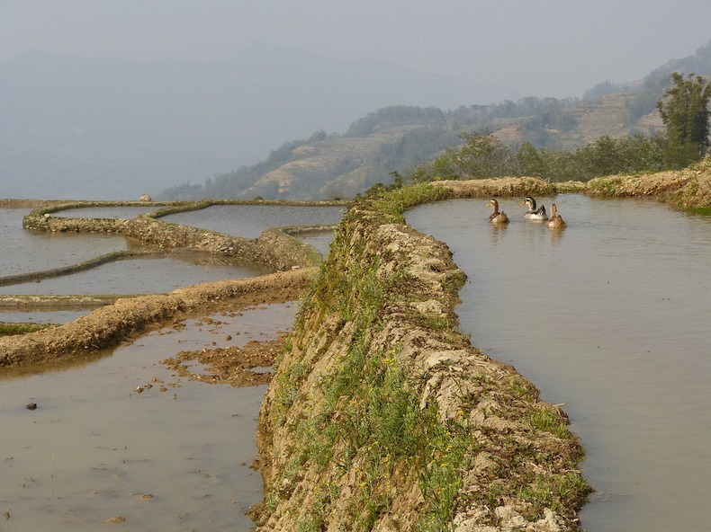 yunnan-rice-terraces-6