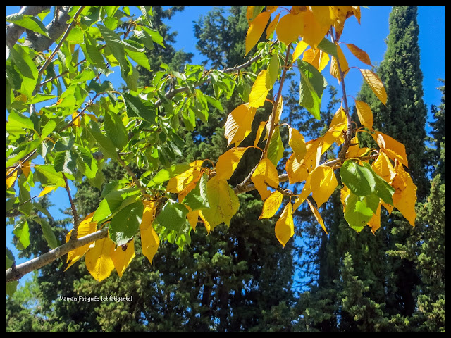 feuillage automne