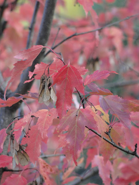 maple leaves thunder bay