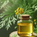 Davana Oil