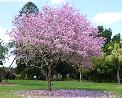 Jual Pohon Tabebuya Bunga Ungu