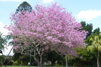 Jual Pohon Tabebuya Bunga Pink Merah Muda