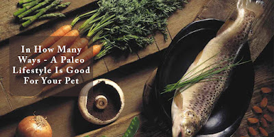 In How Many Ways – A Paleo Lifestyle Is Good For Your Pet