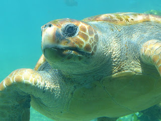 Tortues marines de la Réunion