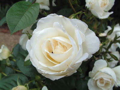 hình ảnh đẹp hoa hồng bạch, hồng trắng