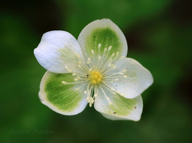 Anemone flaccida