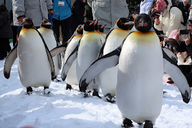 北海道 旭川 旭山動物園 ペンギン散歩