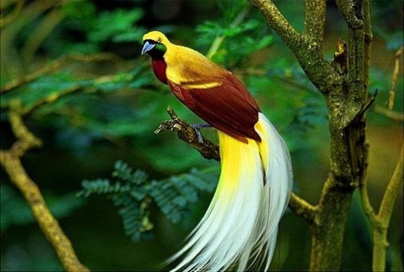 Inspirasi Populer 15+ Burung Cendrawasih Papua