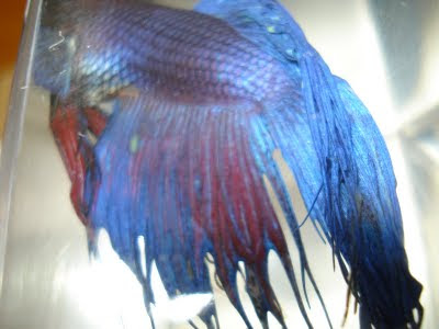 crowntail betta