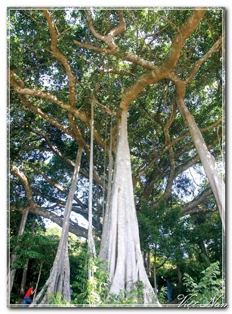 Cảnh Đẹp Việt Nam