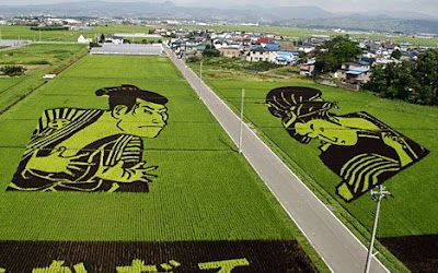 arte arrozal arroz japão