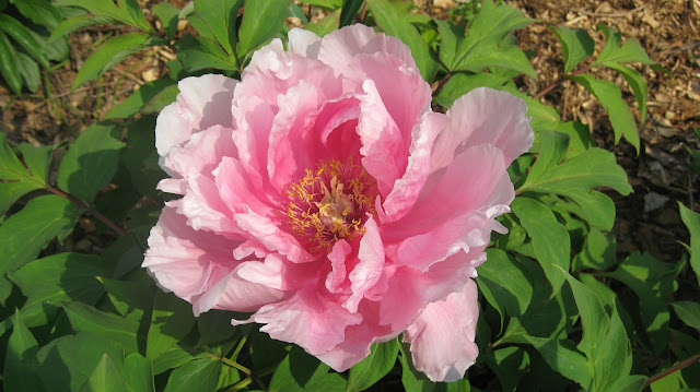 Пион 'Hanakisoi' / Пион 'Ханакисои' (Paeonia 'Hanakisoi')