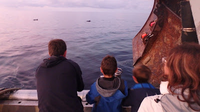 Pescaturismomallorca Los delfines saltan y nadan alrededor del barco