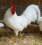 5 jenis ayam ras petelur (ayam leghorn)