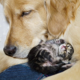 Golden Retriever adopta a un gatito huérfano rechazado por su madre