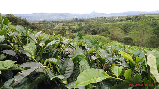 wisata kebun teh kabawetan kepahiang