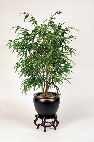 Bamboo House Plant5