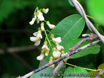 Sea Derris (Derris trifoliata)