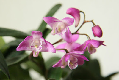 Grow and care Dendrobium kingianum - Thelychiton kingianus - Captain King's dendrobium - Pink rock orchid