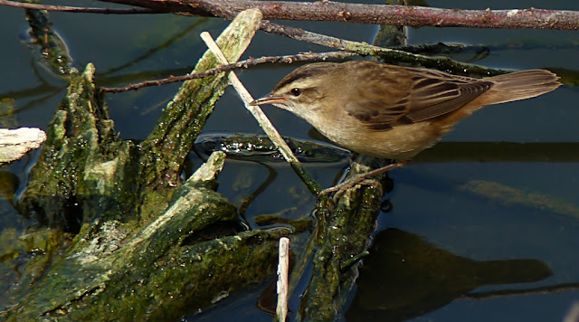 Carricerín común ( Acrocephalus schoenobaenus)