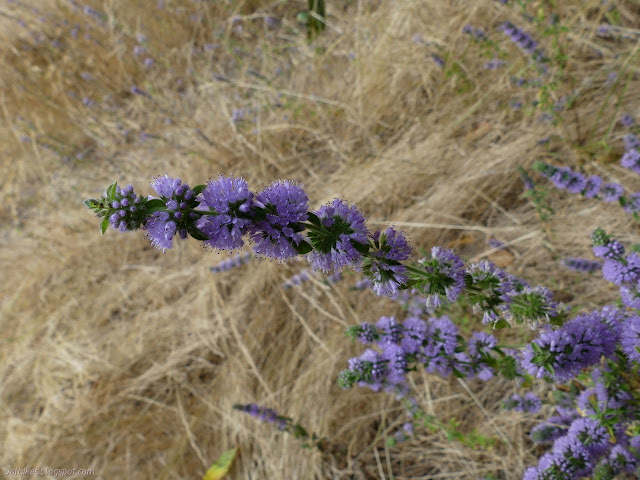 purple rings