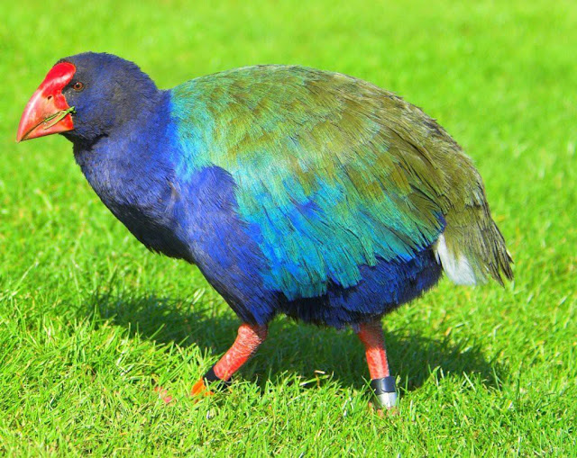 Birds Of New Zealand