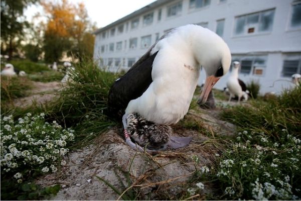 Wisdom, a albatroz de quase 70 anos retorna ao Atol mais uma vez para procriar