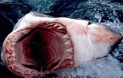 The Great White Shark - Fearsome Hunter