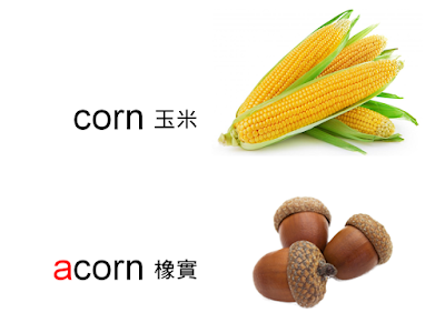 Acorn 英文 328153-Acorn squash 英文