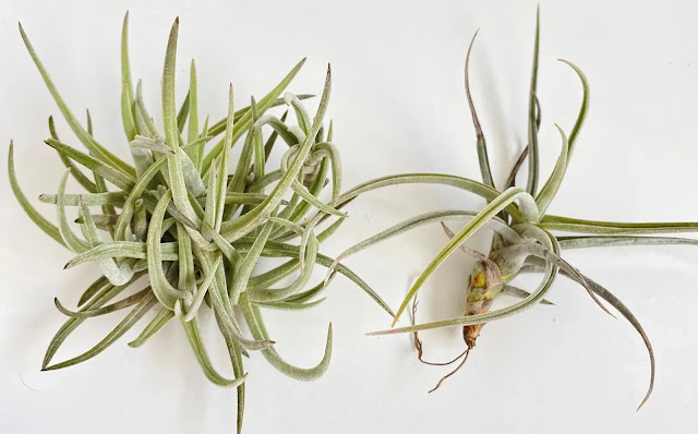 Tillandsia Glabrior