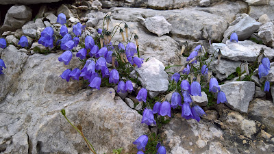 Campanula cochleariifolia – Earleaf bellflower (Campanula con foglie di coclearia)